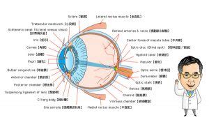 眼睛是什麼|認識眼睛構造 – 哈佛眼科診所